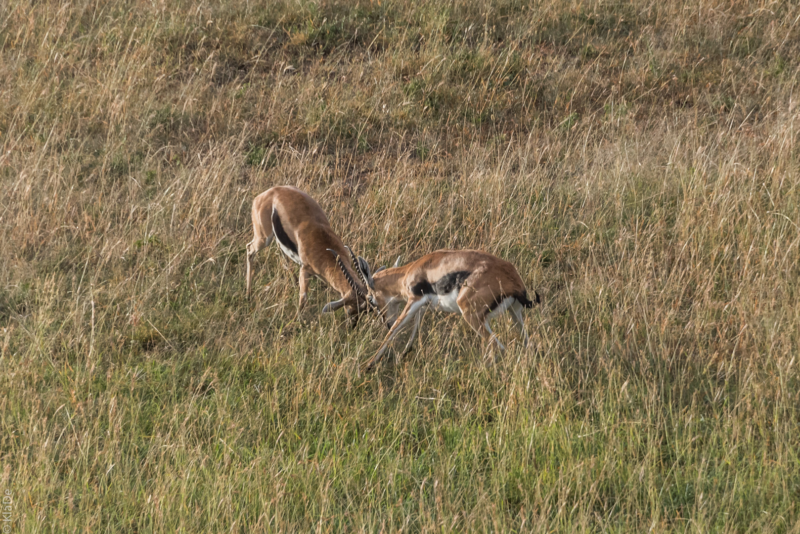 Kenia - Masai Mara - Aus der Luft - Thomson Gazellen