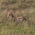 Kenia - Masai Mara - Aus der Luft - Thomson Gazellen