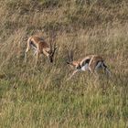 Kenia - Masai Mara - Aus der Luft - Thomson Gazellen