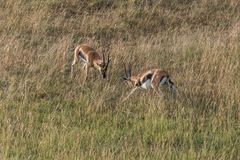 Kenia - Masai Mara - Aus der Luft - Thomson Gazellen