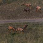 Kenia - Masai Mara - Aus der Luft - Topi-Antilopen