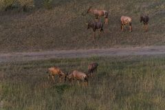 Kenia - Masai Mara - Aus der Luft - Topi-Antilopen