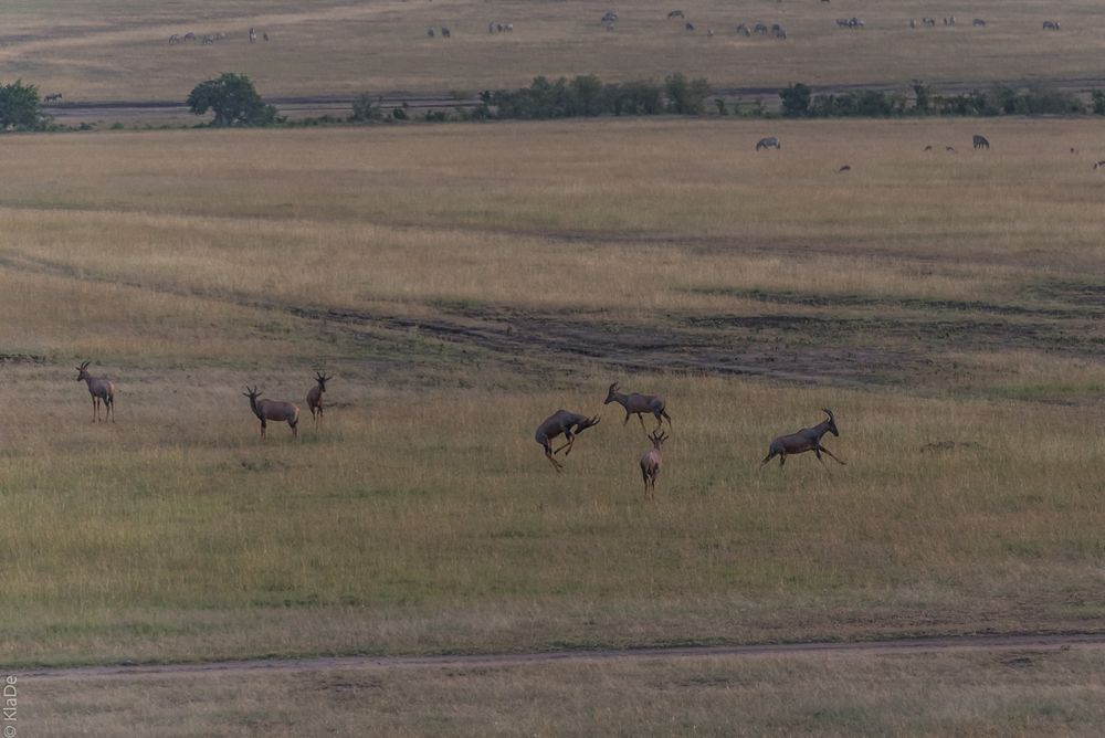 Kenia - Masai Mara - Aus der Luft - Topi-Antilopen