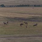 Kenia - Masai Mara - Aus der Luft - Topi-Antilopen