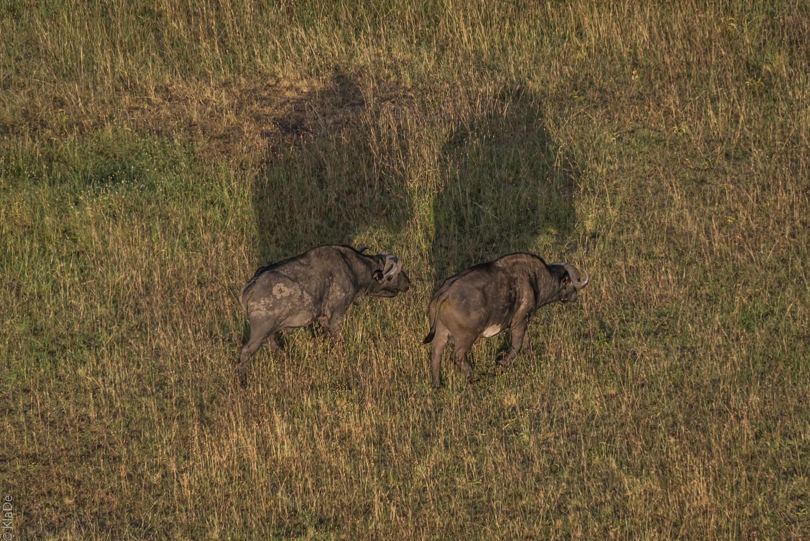 Kenia - Masai Mara - Aus der Luft - Two of Five - Büffel