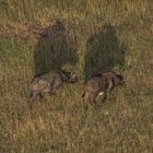 Kenia - Masai Mara - Aus der Luft - Two of Five - Büffel