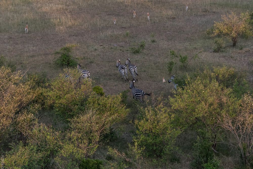 Kenia - Masai Mara - Aus der Luft - Zebras