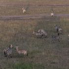 Kenia - Masai Mara - Aus der Luft - Zebras
