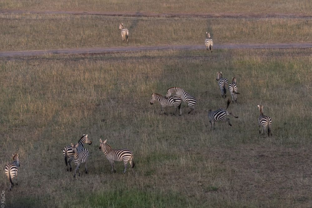 Kenia - Masai Mara - Aus der Luft - Zebras