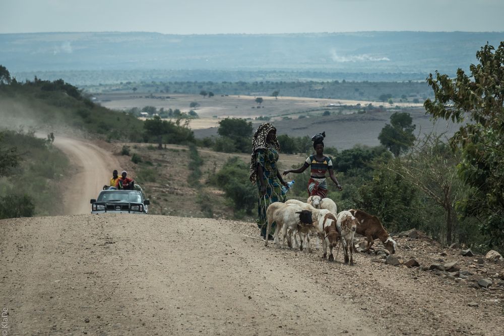 Kenia - Masai Mara - Bergprüfung