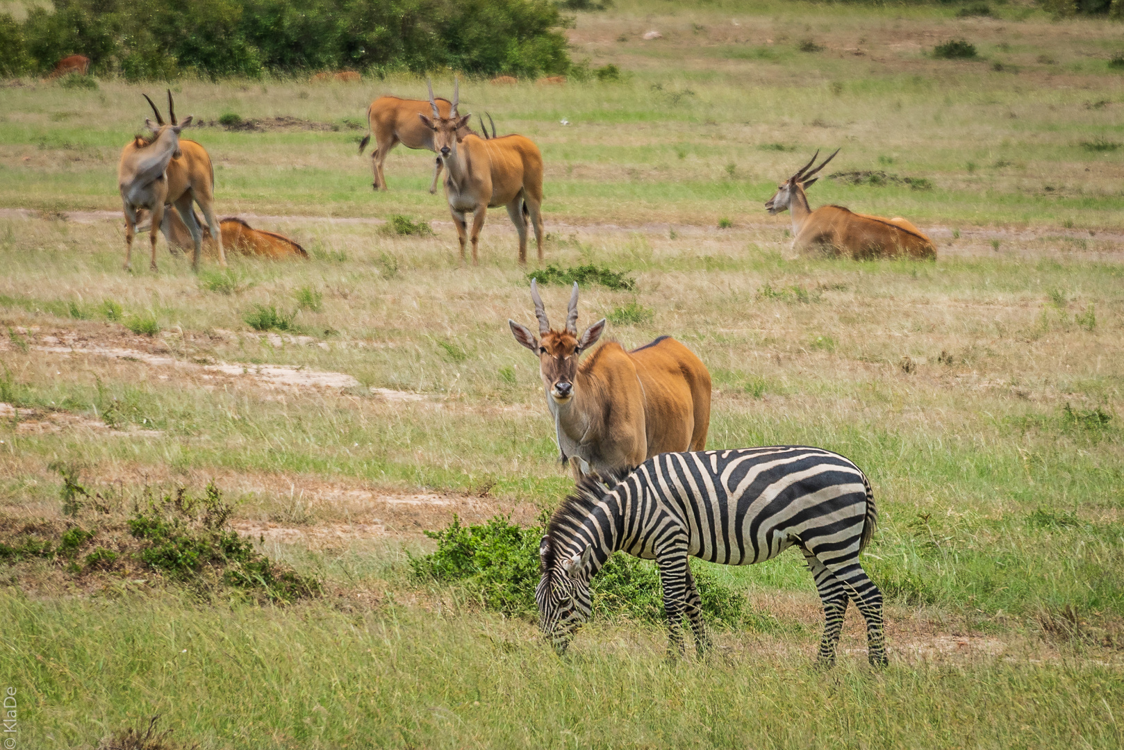 Kenia - Masai Mara - Elenantilopen