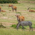 Kenia - Masai Mara - Elenantilopen