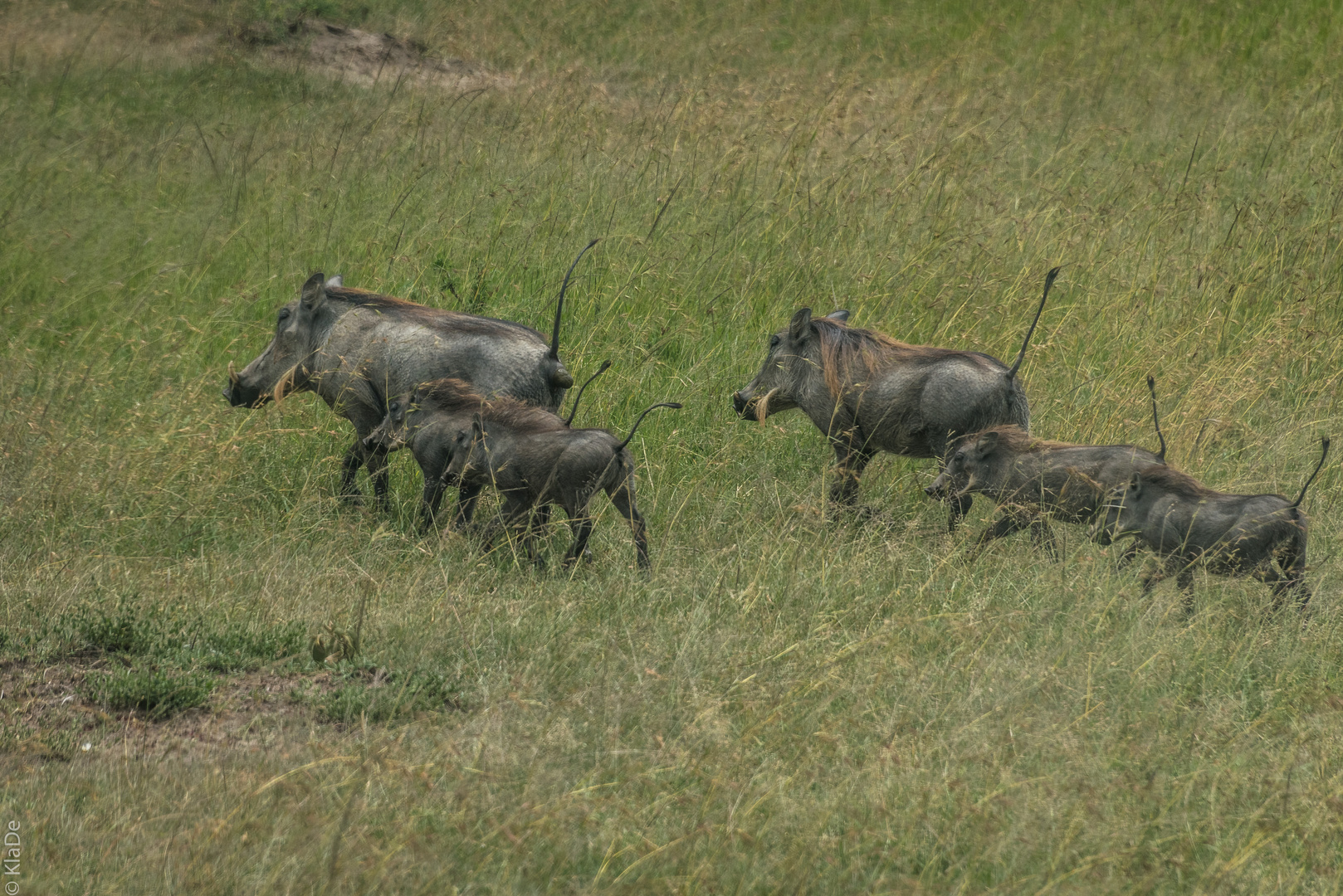 Kenia - Masai Mara - Familie Warzenschwein