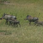 Kenia - Masai Mara - Familie Warzenschwein