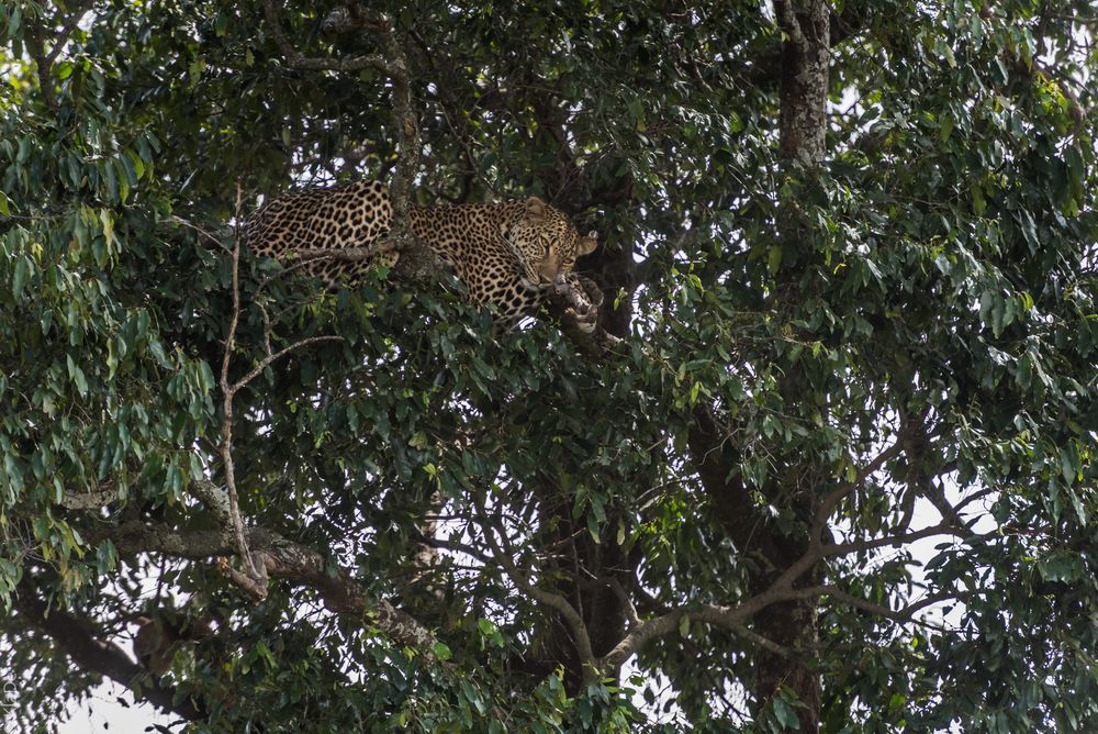 Kenia - Masai Mara - Five of Five - Leopard