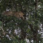 Kenia - Masai Mara - Five of Five - Leopard