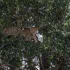 Kenia - Masai Mara - Five of Five - Leopard