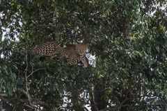 Kenia - Masai Mara - Five of Five - Leopard