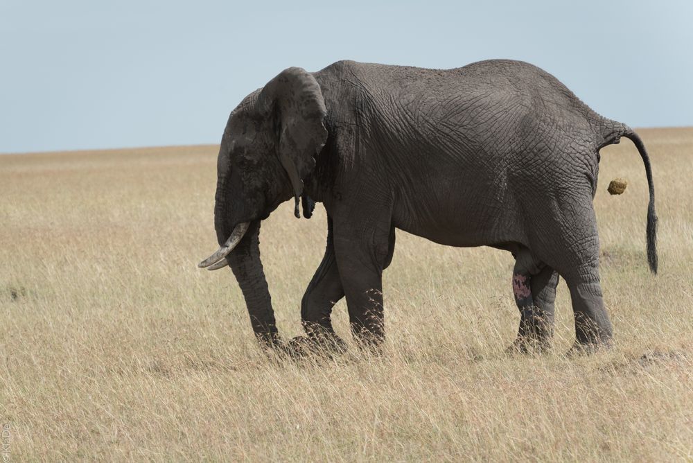 Kenia - Masai Mara - Four of Five - Elefantenbulle