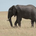 Kenia - Masai Mara - Four of Five - Elefantenbulle