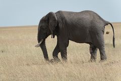 Kenia - Masai Mara - Four of Five - Elefantenbulle