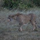 Kenia - Masai Mara - Geparden auf der Jagd - Auf geht's