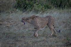 Kenia - Masai Mara - Geparden auf der Jagd - Auf geht's