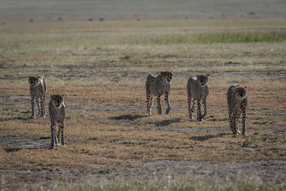 Kenia - Masai Mara - Geparden auf der Jagd - Enttäuschung