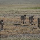 Kenia - Masai Mara - Geparden auf der Jagd - Enttäuschung