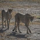 Kenia - Masai Mara - Geparden auf der Jagd - Enttäuschung