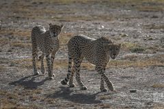 Kenia - Masai Mara - Geparden auf der Jagd - Enttäuschung