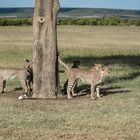 Kenia - Masai Mara - Geparden auf der Jagd - Markierung