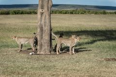 Kenia - Masai Mara - Geparden auf der Jagd - Markierung