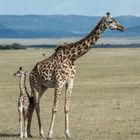 Kenia - Masai Mara - Massai-Giraffe mit Kind