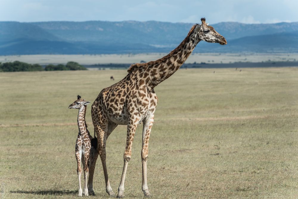 Kenia - Masai Mara - Massai-Giraffe mit Kind