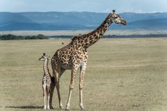 Kenia - Masai Mara - Massai-Giraffe mit Kind