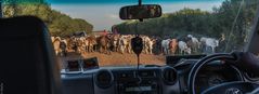 Kenia - Masai Mara - Rush Hour im Massai-Land