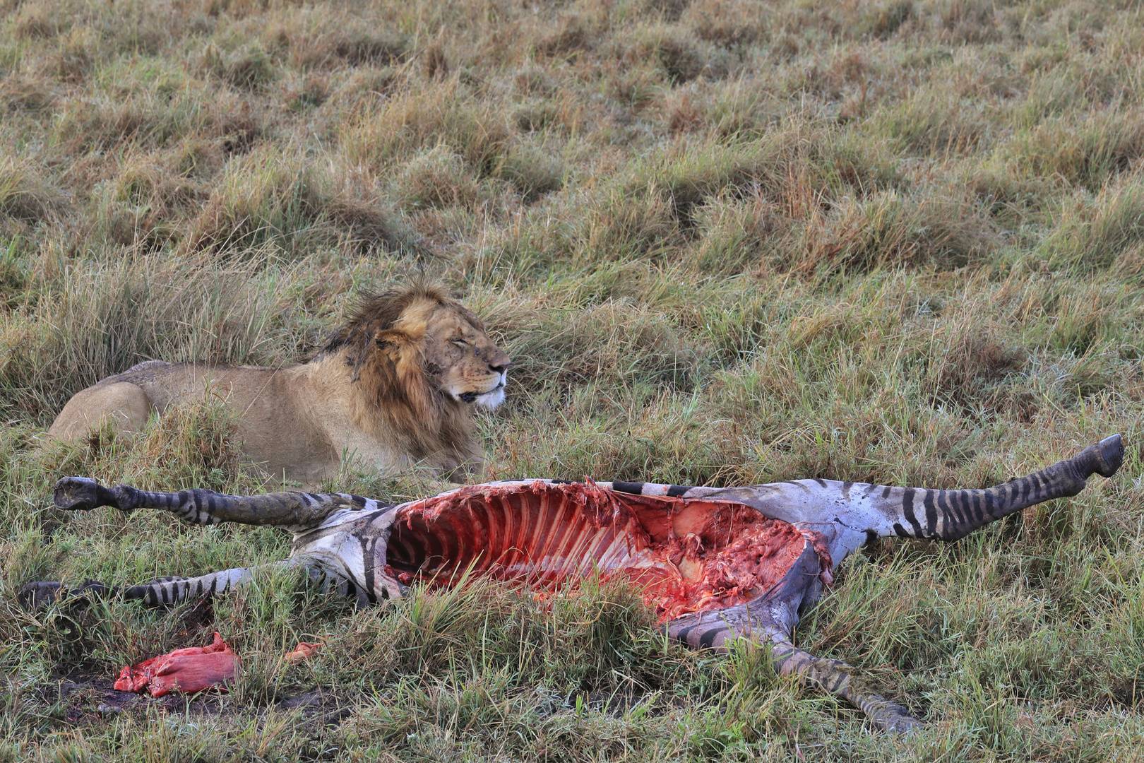 Kenia Masai Mara September 2020