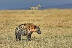 Kenia Masai Mara September 2020