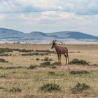Kenia - Masai Mara - Serengti Topi