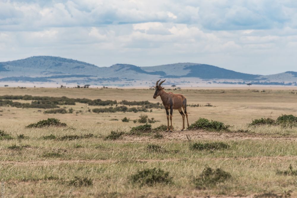 Kenia - Masai Mara - Serengti Topi