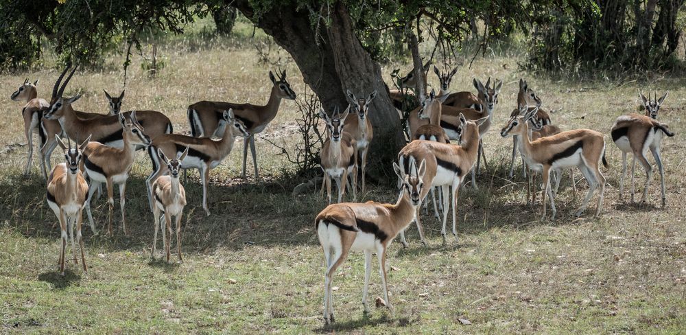 Kenia - Masai Mara - Thomson-Gazellen