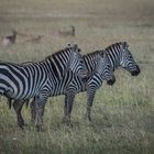 Kenia - Masai Mara - Zebras im Trio