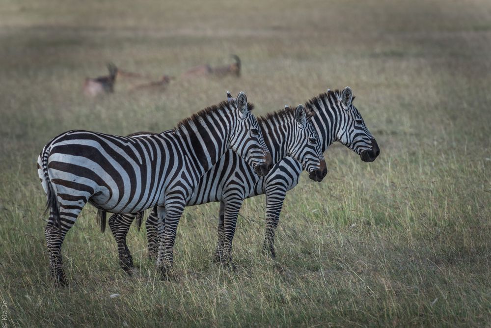 Kenia - Masai Mara - Zebras im Trio