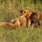 Kenia-Massai-Mara