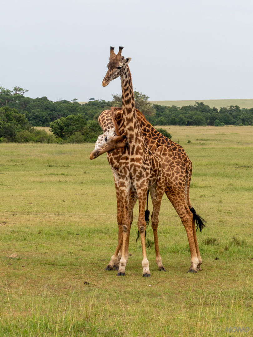 Kenia-Massai-Mara