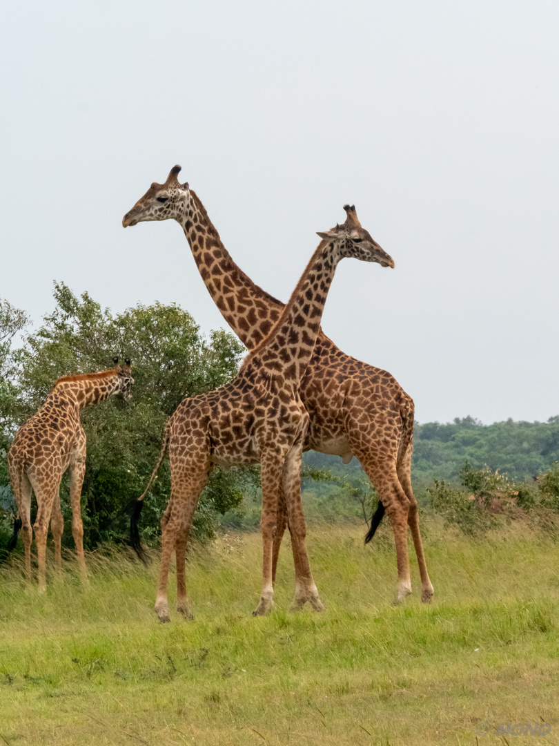 Kenia-Massai-Mara