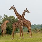 Kenia-Massai-Mara