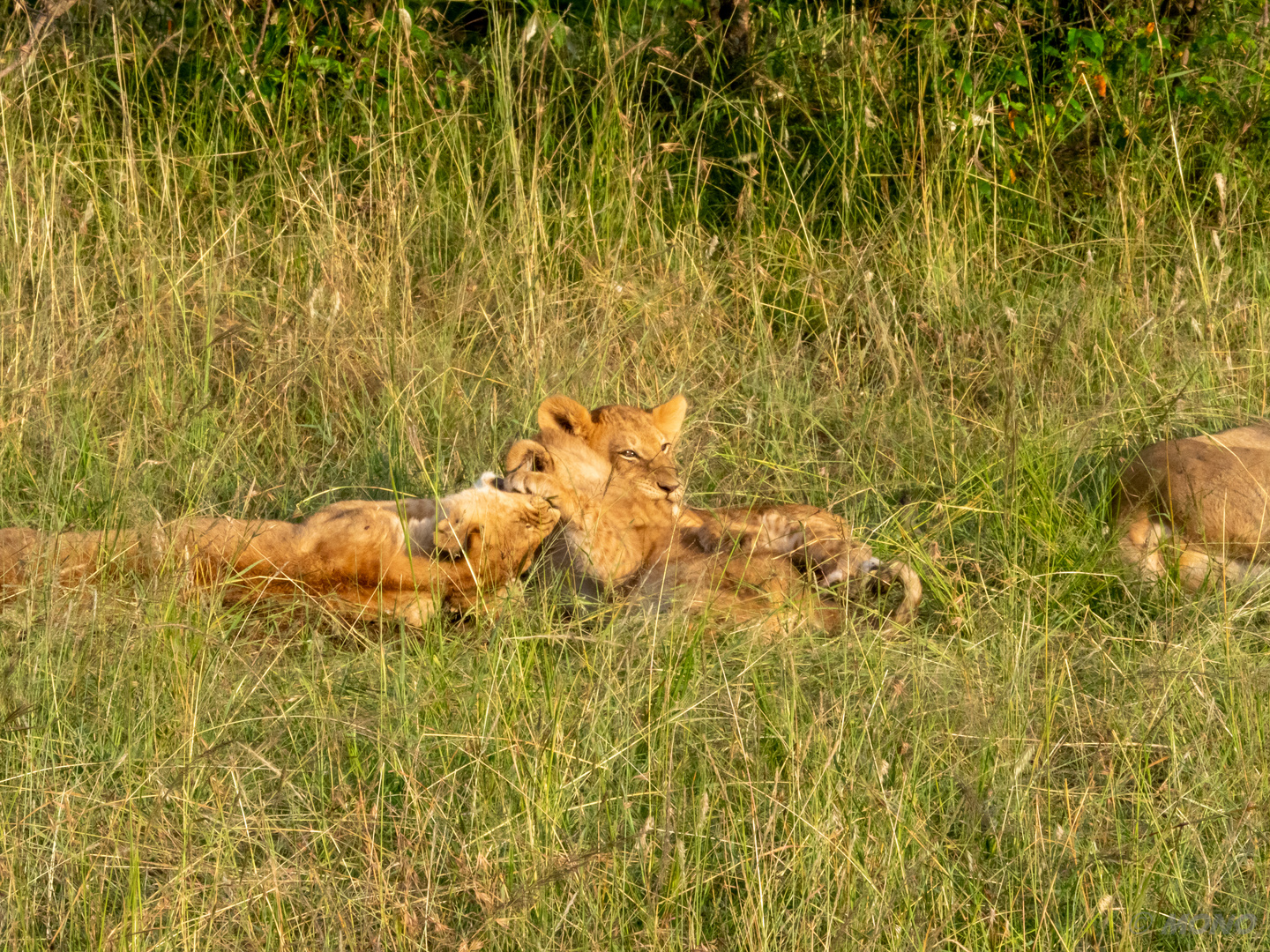 Kenia-Massai-Mara