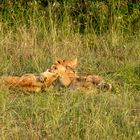 Kenia-Massai-Mara